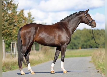 Hannoveraan, Merrie, 5 Jaar, 170 cm, Donkerbruin