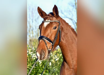 Hannoveraan, Merrie, 5 Jaar, 170 cm, Donkere-vos
