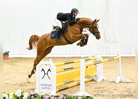 Hannoveraan, Merrie, 5 Jaar, 170 cm, Donkere-vos