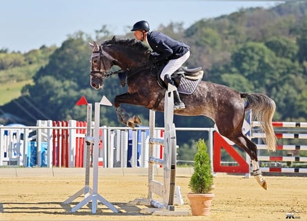 Hannoveraan, Merrie, 5 Jaar, 170 cm, Schimmel