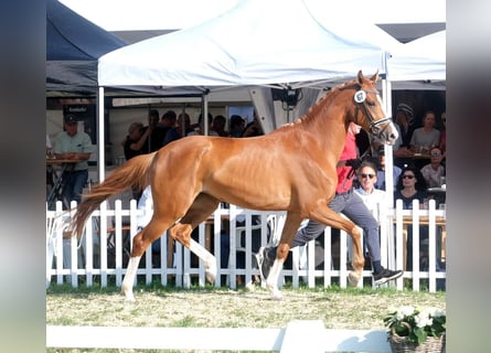 Hannoveraan, Merrie, 5 Jaar, 170 cm, Vos