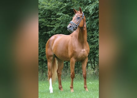 Hannoveraan, Merrie, 5 Jaar, 170 cm, Vos