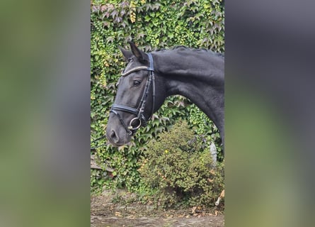 Hannoveraan, Merrie, 5 Jaar, 170 cm, Zwart