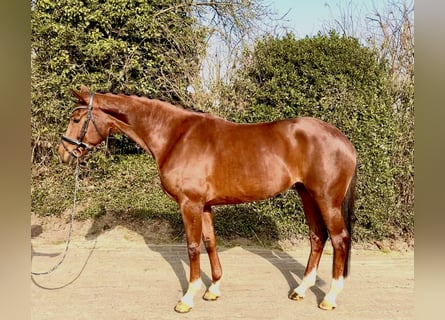 Hannoveraan, Merrie, 5 Jaar, 171 cm, Donkere-vos