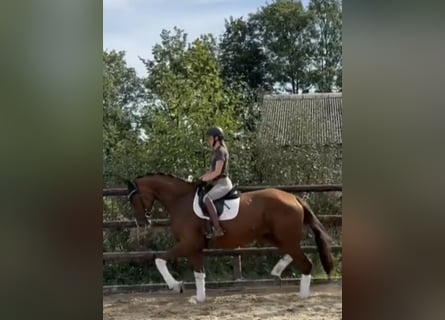 Hannoveraan, Merrie, 5 Jaar, 172 cm, Donkere-vos Hannoveraan, Merrie, 5 Jaar, 172 cm, Donkere-vos