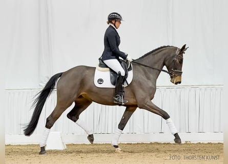 Hannoveraan, Merrie, 5 Jaar, 173 cm, Bruin