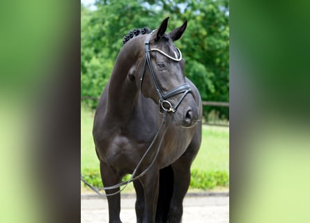 Hannoveraan, Merrie, 5 Jaar, 173 cm, Zwartbruin