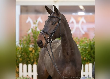 Hannoveraan, Merrie, 5 Jaar, 173 cm, Zwartbruin