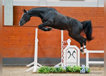 Hannoveraan, Merrie, 5 Jaar, 173 cm, Zwartbruin