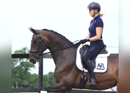 Hannoveraan, Merrie, 5 Jaar, 174 cm, Bruin