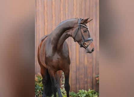 Hannoveraan, Merrie, 5 Jaar, 175 cm, Bruin