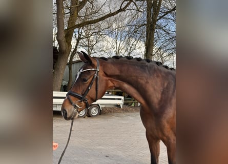 Hannoveraan, Merrie, 5 Jaar, 176 cm, Bruin