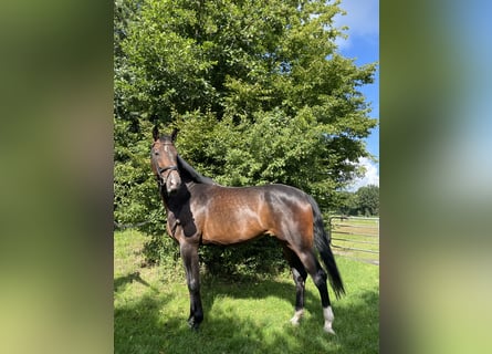 Hannoveraan, Merrie, 5 Jaar, 178 cm, Bruin