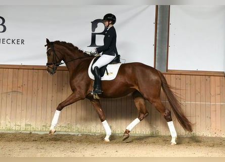 Hannoveraan, Merrie, 5 Jaar, 180 cm, Vos