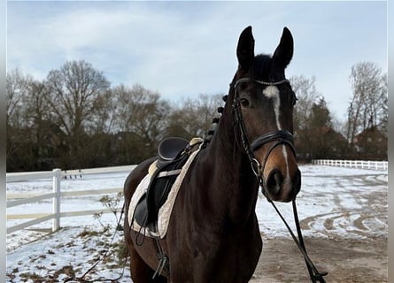 Hannoveraan, Merrie, 5 Jaar, Donkerbruin