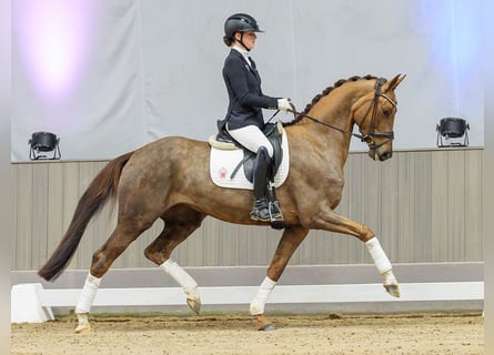 Hannoveraan, Merrie, 5 Jaar, Donkere-vos
