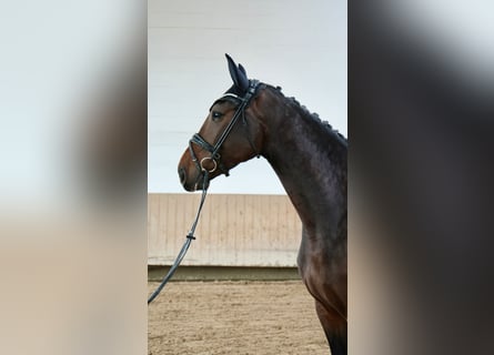 Hannoveraan, Merrie, 5 Jaar