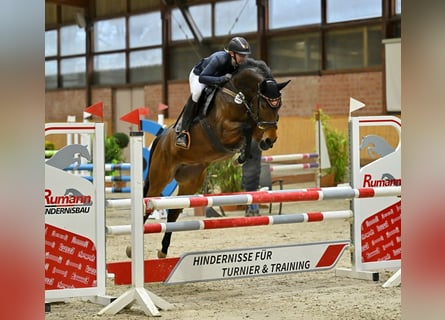 Hannoveraan, Merrie, 6 Jaar, 160 cm, Bruin