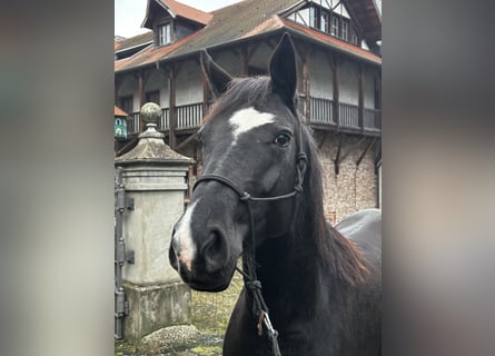 Hannoveraan, Merrie, 6 Jaar, 160 cm, Zwart