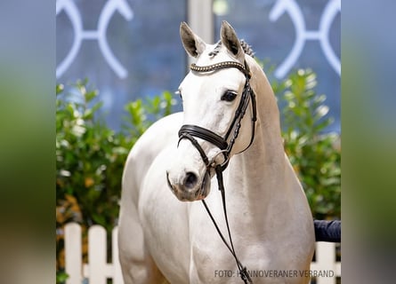 Hannoveraan, Merrie, 6 Jaar, 163 cm, Schimmel