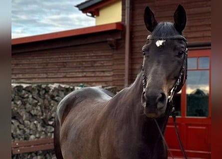 Hannoveraan, Merrie, 6 Jaar, 163 cm, Zwartbruin