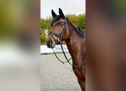 Hannoveraan, Merrie, 6 Jaar, 164 cm, Bruin