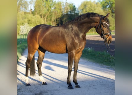 Hannoveraan, Merrie, 6 Jaar, 164 cm, Donkerbruin