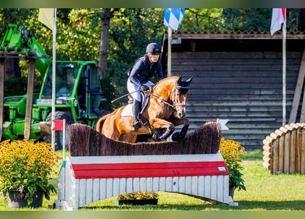 Hannoveraan, Merrie, 6 Jaar, 164 cm, Vos