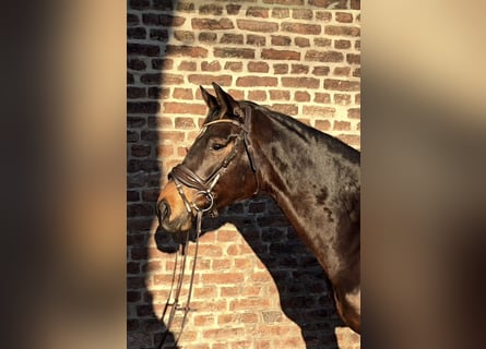 Hannoveraan, Merrie, 6 Jaar, 165 cm, Donkerbruin