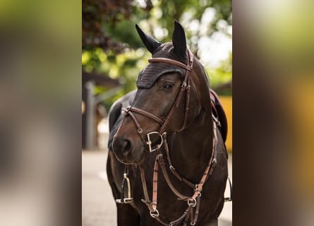 Hannoveraan, Merrie, 6 Jaar, 165 cm, Donkerbruin