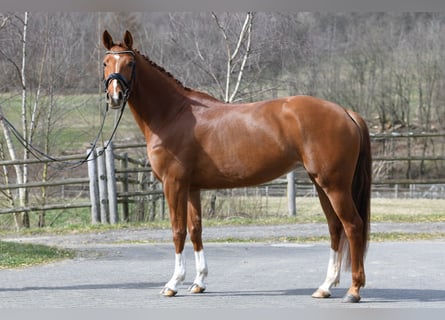 Hannoveraan, Merrie, 6 Jaar, 165 cm, Vos