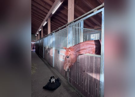 Hannoveraan, Merrie, 6 Jaar, 165 cm, Vos