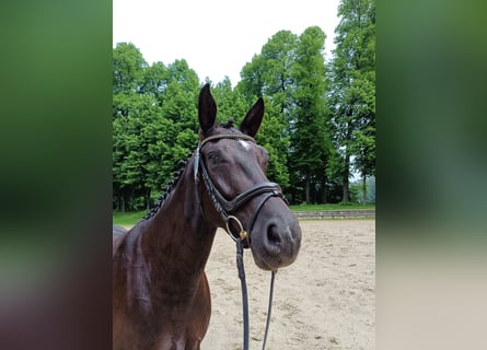 Hannoveraan, Merrie, 6 Jaar, 165 cm, Zwart