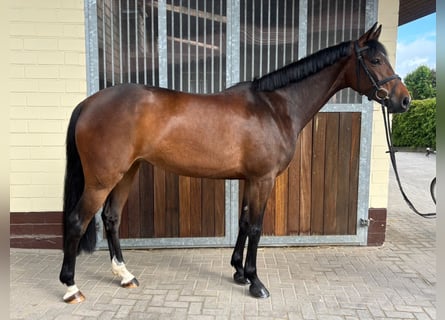 Hannoveraan, Merrie, 6 Jaar, 166 cm, Bruin