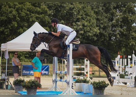 Hannoveraan, Merrie, 6 Jaar, 166 cm, Bruin