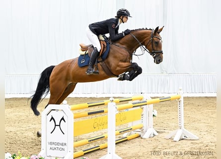 Hannoveraan, Merrie, 6 Jaar, 166 cm, Bruin