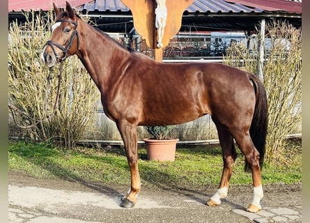 Hannoveraan, Merrie, 6 Jaar, 166 cm, Donkere-vos