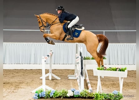 Hannoveraan, Merrie, 6 Jaar, 166 cm, Vos