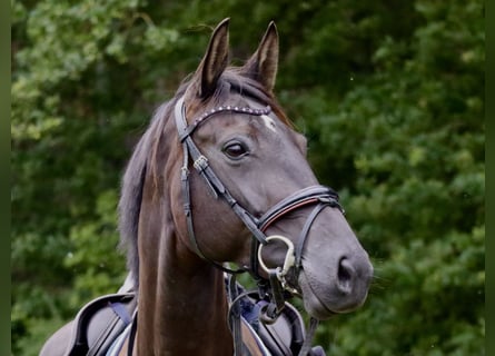 Hannoveraan, Merrie, 6 Jaar, 166 cm, Zwart