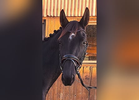 Hannoveraan, Merrie, 6 Jaar, 166 cm, Zwart