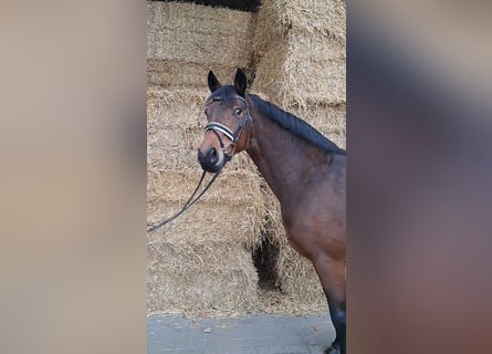 Hannoveraan, Merrie, 6 Jaar, 167 cm, Bruin