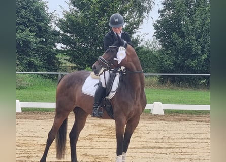 Hannoveraan, Merrie, 6 Jaar, 167 cm, Donkerbruin