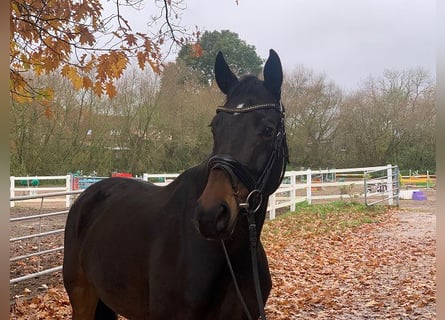 Hannoveraan, Merrie, 6 Jaar, 167 cm, Donkerbruin