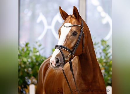 Hannoveraan, Merrie, 6 Jaar, 167 cm, Donkere-vos