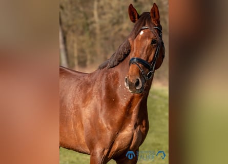 Hannoveraan, Merrie, 6 Jaar, 167 cm, Donkere-vos