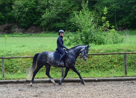 Hannoveraan, Merrie, 6 Jaar, 167 cm, Schimmel
