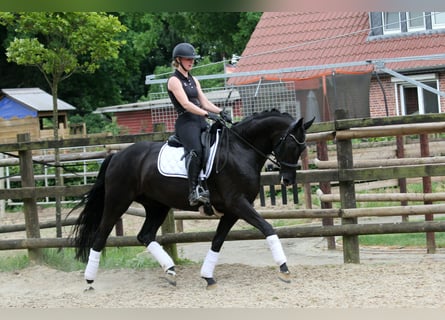 Hannoveraan, Merrie, 6 Jaar, 167 cm, Zwart