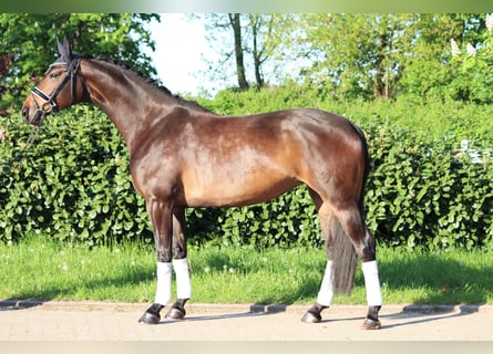 Hannoveraan, Merrie, 6 Jaar, 168 cm, Brauner