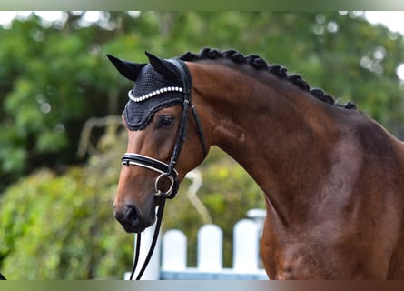 Hannoveraan, Merrie, 6 Jaar, 168 cm, Bruin