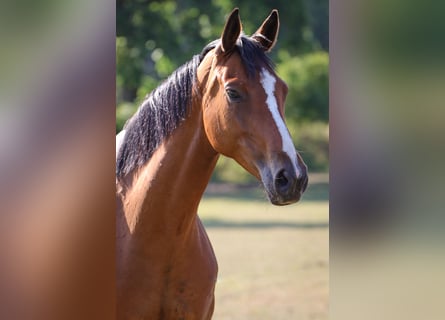 Hannoveraan, Merrie, 6 Jaar, 168 cm, Bruin